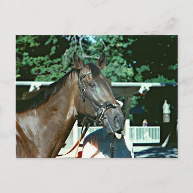Forego Racehorse 1977 Postcard (Front)