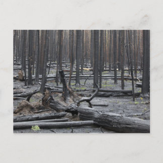 Forest after fire in Yellowstone National Park Postcard
