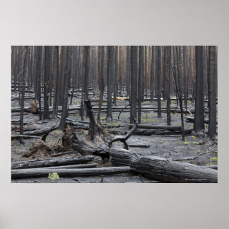 Forest after fire in Yellowstone National Park Poster