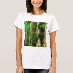 Forest Ancient Giants Big Basin Redwood Park T-Shirt