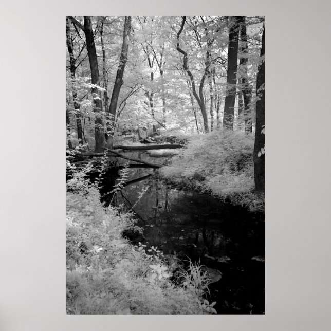 Forest Brook infrared Poster (Front)