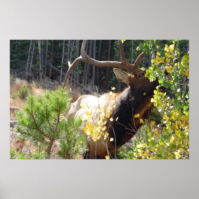 Forest Bull Elk Photo Nature Wall Poster Mancave (Front)
