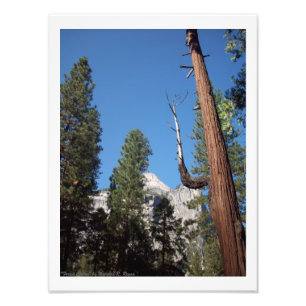 "Forest Cactus" Yosemite Valley Photo Print!