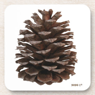 Forest Coasters