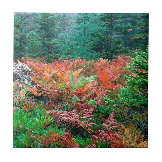 Forest Colourful Ferns In Autumn Acadia Maine Tile (Front)