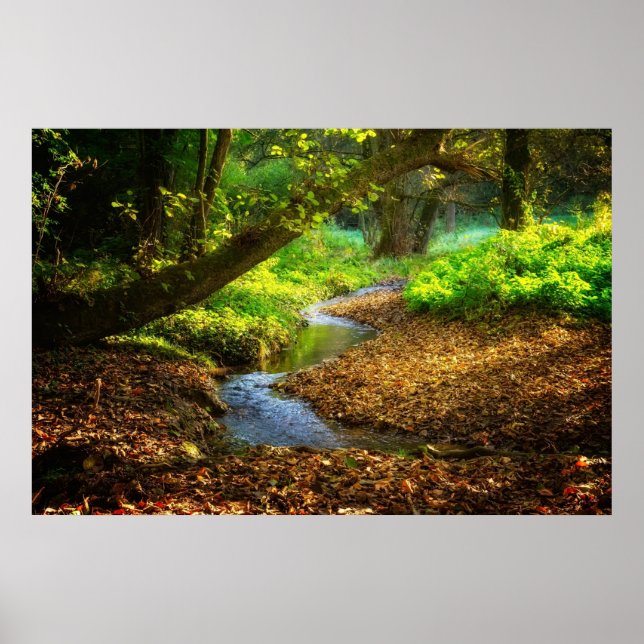 Forest Creek Beautiful Nature Landscape Photo Poster (Front)