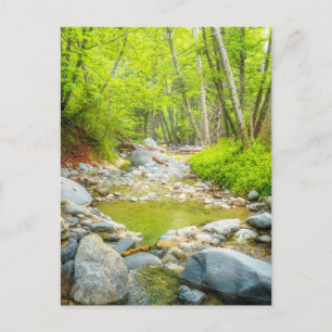 Forest Creek Nature Landscape Photo Print Art Postcard