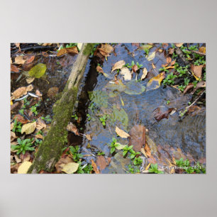 Forest Creek poster