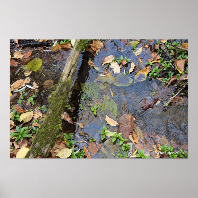 Forest Creek poster (Front)