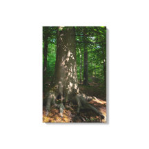 forest depression
