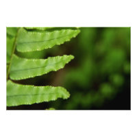 Forest Fern