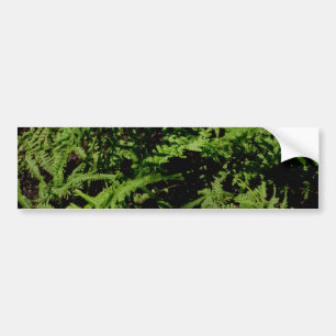 Forest Floor Ferns Bumper Sticker