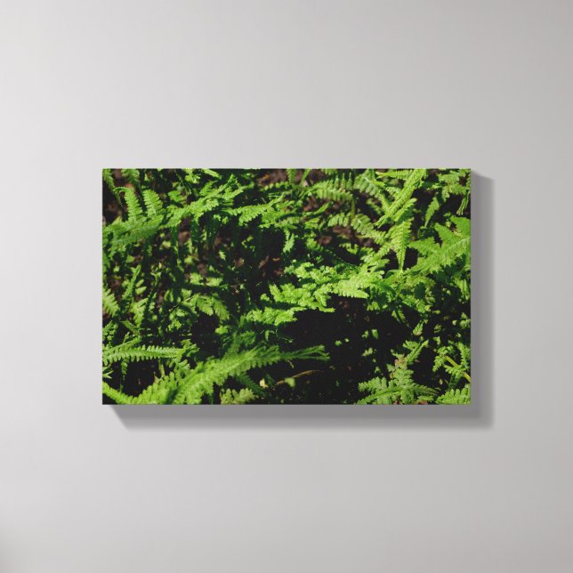 Forest Floor Ferns Canvas Print (Front)