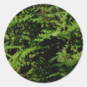Forest Floor Ferns Classic Round Sticker