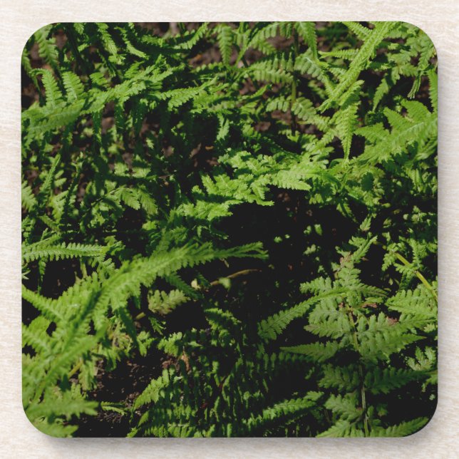 Forest Floor Ferns Coaster (Front)