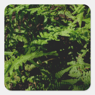 Forest Floor Ferns Square Sticker