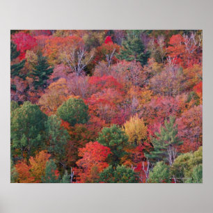 Forest in autumn with fall foliage.  Algonquin Poster
