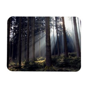 Forest in Bavaria Magnet
