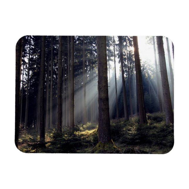Forest in Bavaria Magnet (Horizontal)
