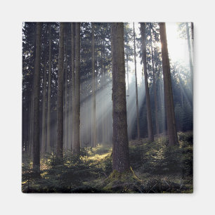 Forest in Bavaria Magnet