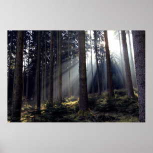 Forest in Bavaria Poster