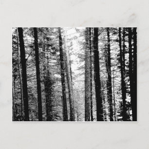 Forest in Black and White Postcard