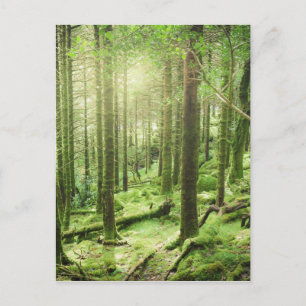 Forest in Killarney National Park  Kerry, Ireland Postcard