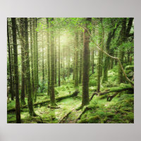 Forest in Killarney National Park | Kerry, Ireland