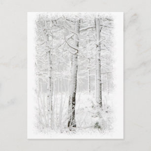 Forest in winter postcard