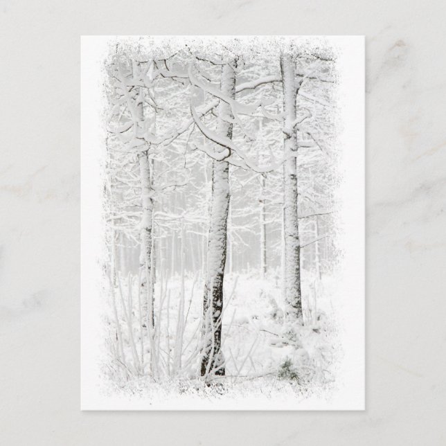 Forest in winter postcard (Front)