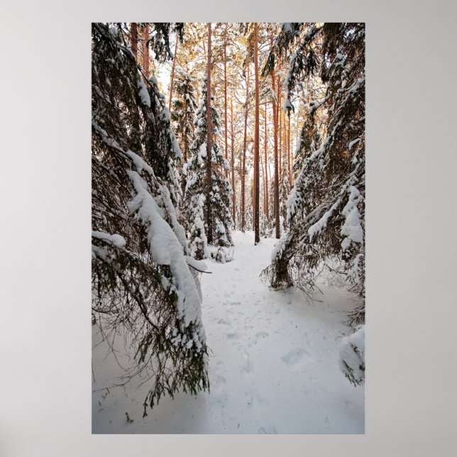Forest in winter poster (Front)