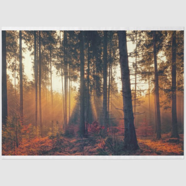 Forest Landscape 18 Decoupage Tissue Paper (Front)