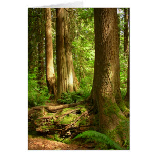 Forest Landscape Blank Card Beautiful Print Cards