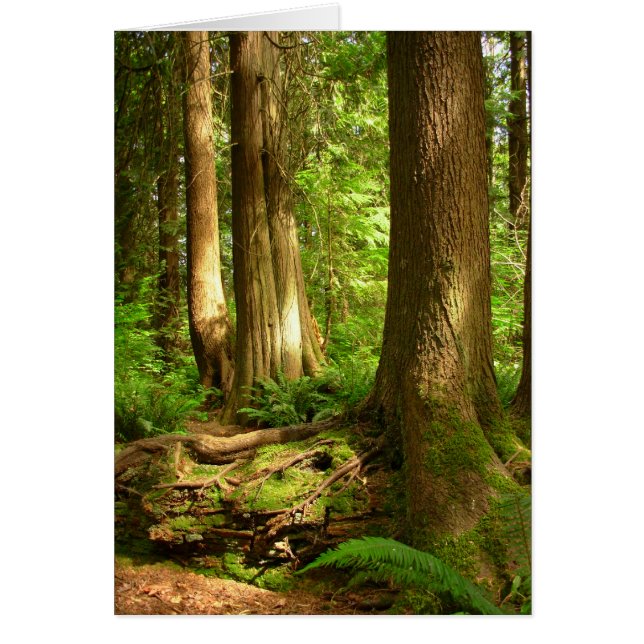 Forest Landscape Blank Card Beautiful Print Cards (Front)