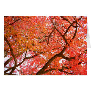 Forest Landscape Blank Card Beautiful Print Cards