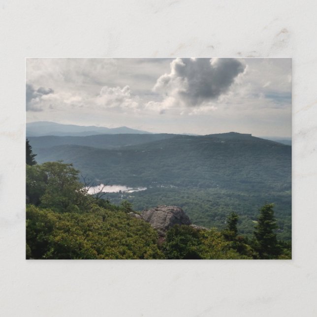 Forest Landscape Photograph on Standard Postcard  (Front)