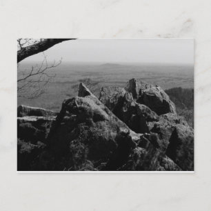 Forest Landscape Photograph on Standard Postcard 