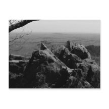 Forest Landscape Photograph on Standard Postcard