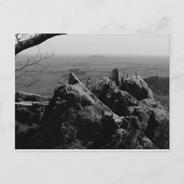 Forest Landscape Photograph on Standard Postcard  (Front)