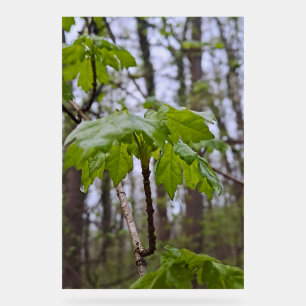 Forest Leaves After Rain – Wild Nature Romania Acrylic Sign