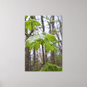 Forest Leaves After Rain – Wild Nature Romania Canvas Print