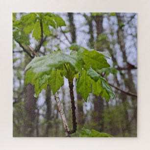 Forest Leaves After Rain – Wild Nature Romania Jigsaw Puzzle
