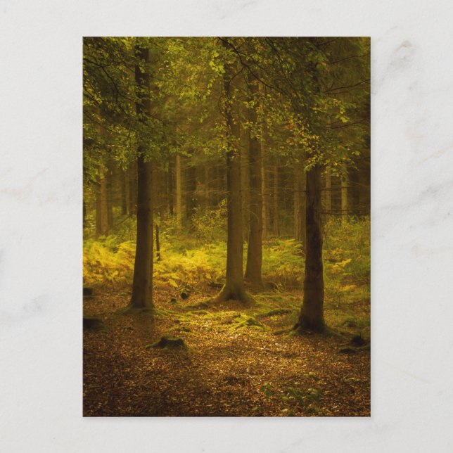 Forest light postcard (Front)