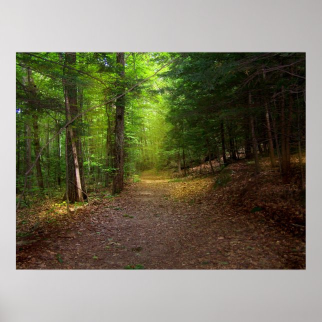 Forest Light Poster (Front)