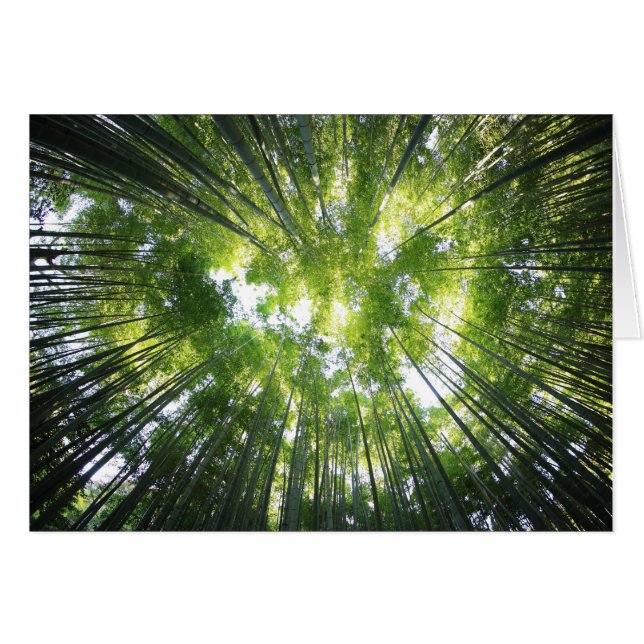 Forest Looking Up at Trees Blank Photo Note Card (Front Horizontal)