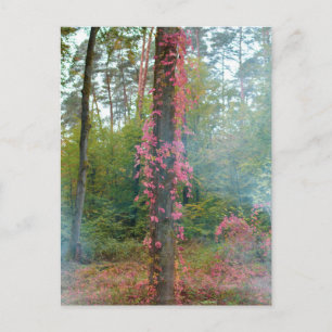 Forest mood - canvas print postcard