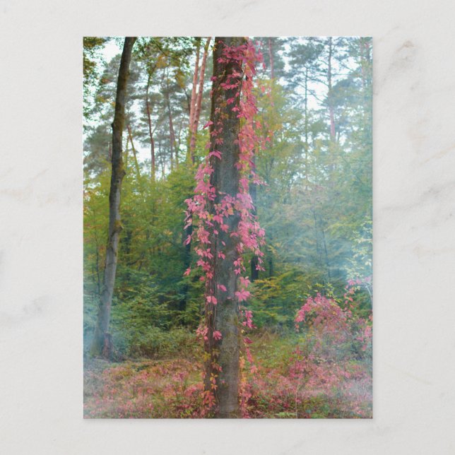 Forest mood  -  canvas print postcard (Front)