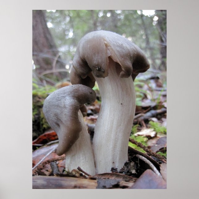 Forest Mushrooms Poster (Front)