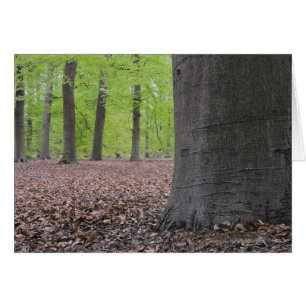 Forest, Netherlands