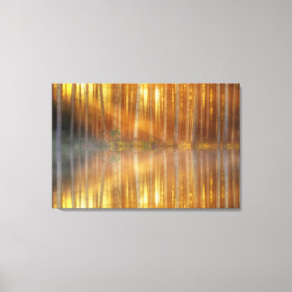 Forest of Birch Trees Canvas Wall Art